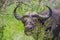 Grazing African buffalo in the Kruger Park