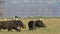 Grazing African buffaloes