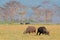 Grazing African buffaloes