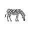 Grazing african zebra with its head tilted, flat vector illustration isolated.