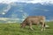 Grazing alpine brown cow on slope of Eggishorn, near Fiescheralp,