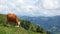 Grazing Alpine cow at Gasteiner Valley from Fulseck mountain in Austria