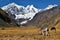 Grazing in the Andes