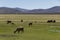 Grazing animals on the altiplano