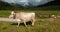 Grazing Animals on Dolomites Meadows, Italy