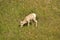 Grazing Baby Bighorn Sheep on a Sunny Day