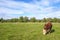 Grazing Beef cattle on a field