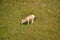 Grazing Bighorn Sheep Baby on a Summer Day