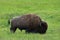 Grazing Bison in Green Meadow