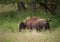 Grazing Bison in Spring Grasses