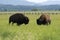 Grazing bisons