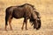 Grazing black-bearded wildebeest, Kalahari desert