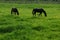 Grazing black horses