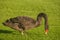 Grazing black swan