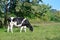 Grazing black and white cow in pasture