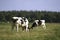 Grazing black and white cows