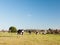 Grazing black and white dairy farm cows grassland green blue sky