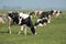 Grazing black and white Friesian Holstein cow amid a herd of cows in a green pasture on a rainy morning