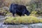 Grazing black wild Yak, Yading, Sichuan, China