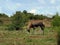 Grazing blesbok in an African game reserve