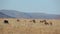 Grazing blesbok antelopes