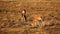 Grazing blesbok antelopes