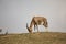 Grazing Blesbok, Damaliscus dorcas phillipsi