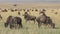 Grazing blue wildebeest