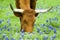 Grazing the Bluebonnets