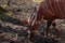 Grazing bongo in mud