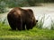 Grazing Brown Bear Next to a Pond