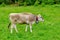 Grazing Brown Cattle