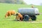 Grazing brown cows