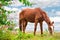 Grazing brown Horse on the green Pasture