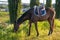 Grazing brown racing horse relaxing between the rides