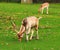 Grazing buck with giant antler