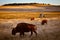 Grazing Buffalo