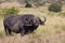 A grazing buffalo