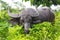 Grazing buffalo hide.