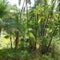 Grazing Buffalo under palm trees 3