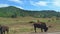 Grazing Buffalo in Yellowstone National Park