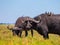 Grazing buffalos and birds sitting on them