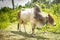 Grazing bull. Cattle farm. Adult white bull. Domeactic animals concept. Beef on tropical pasture. Bull in countryside.