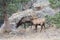 Grazing Bull Elks In Rocky Mountain National Park