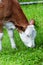 Grazing calf