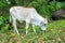 Grazing calf. Asian cow.