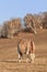 Grazing calf on a hill, Inner Mongolia, Hebei, Mulan Weichang, China