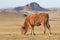 Grazing calf in a prairie, Inner Mongolia, Hebei, Mulan Weichang, China