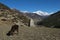 Grazing calf and snow capped Pisang Peak