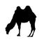 Grazing Camel Silhouette on White Background